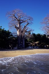 Baobab;-Beach;-Blue-sky;-Bungalows;-Comoros-Archipelago;-France;-Indian-Ocean;-Kaleidos;-Kaleidos-images;-La-parole-à-limage;-Laurent-Abad;-Mayotte;-Stories-Pictures;-Tree;-Waves